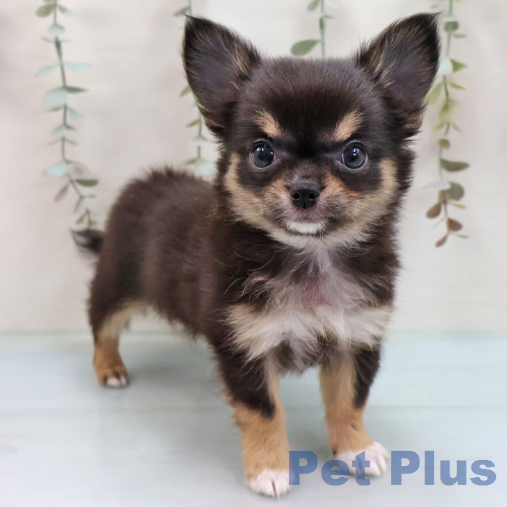 福岡県のチワワ(ロング) (ペットプラス 香椎浜店/2026年2月5日生まれ/女の子/ブラックタンホワイト)の子犬の1枚目の画像