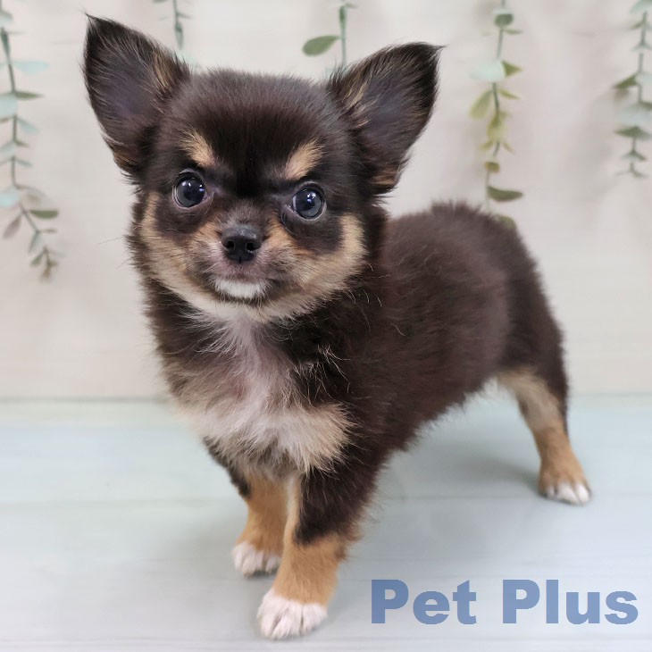 福岡県のチワワ(ロング) (ペットプラス 香椎浜店/2026年2月5日生まれ/女の子/ブラックタンホワイト)の子犬の2枚目の画像
