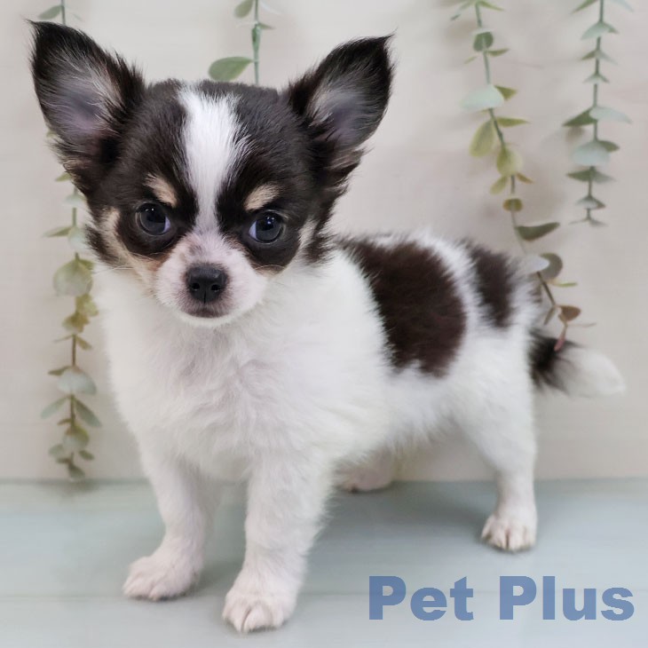 福岡県のチワワ(ロング) (ペットプラス 福岡店/2026年2月5日生まれ/女の子/ホワイトブラックタン)の子犬の1枚目の画像