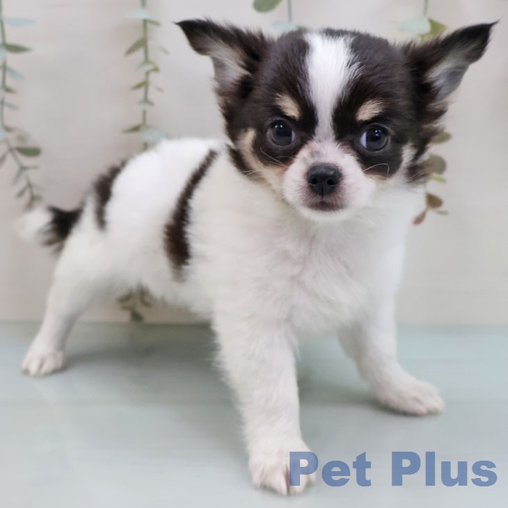福岡県のチワワ(ロング) (ペットプラス 福岡店/2026年2月5日生まれ/女の子/ホワイトブラックタン)の子犬の2枚目の画像