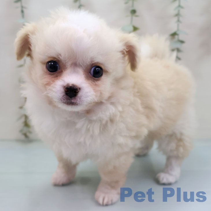福岡県のチワワ(ロング) (ペットプラス 香椎浜店/2026年2月5日生まれ/女の子/クリームホワイト)の子犬の1枚目の画像