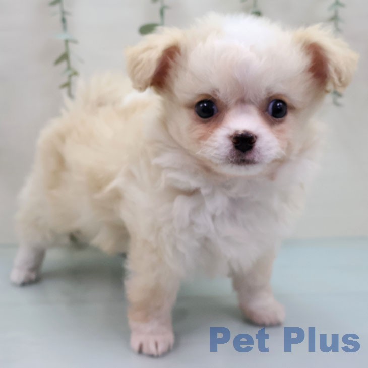 福岡県のチワワ(ロング) (ペットプラス 香椎浜店/2026年2月5日生まれ/女の子/クリームホワイト)の子犬の2枚目の画像