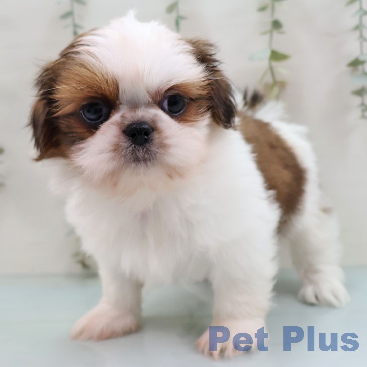 熊本県のシーズー (ペットプラス 熊本店/2026年2月2日生まれ/男の子/ゴールドホワイト)の子犬