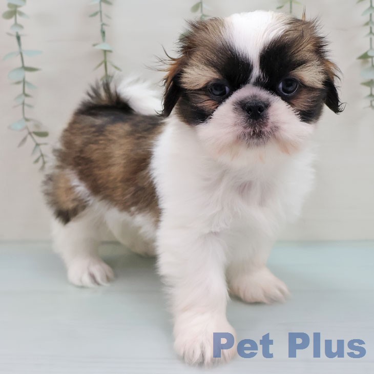 シー・ズーの写真2