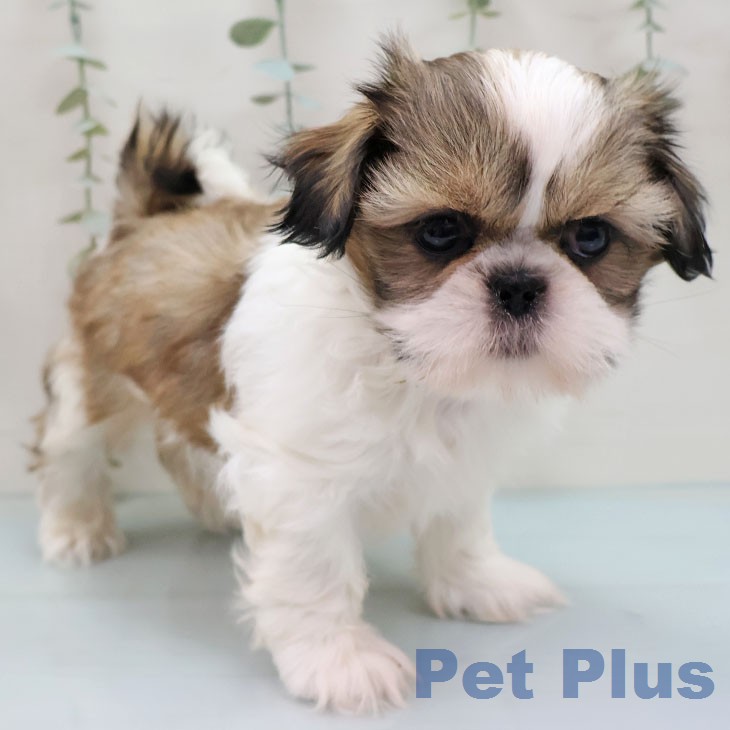 シー・ズーの写真2