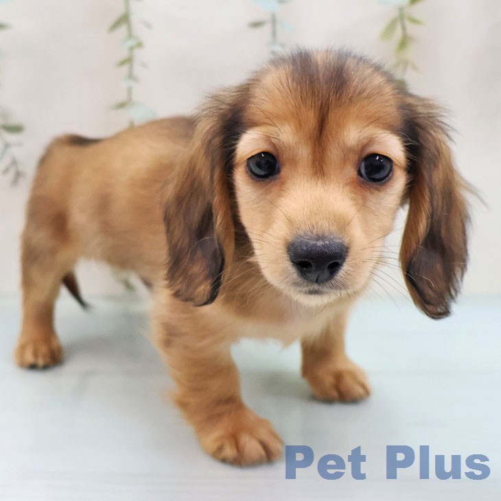 ミニチュア・ダックスフンド