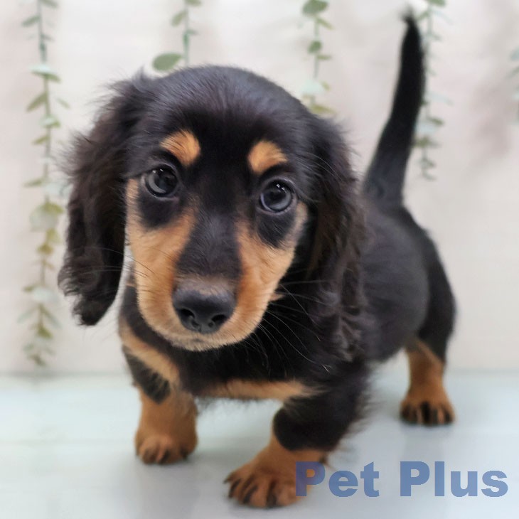 ミニチュア・ダックスフンド