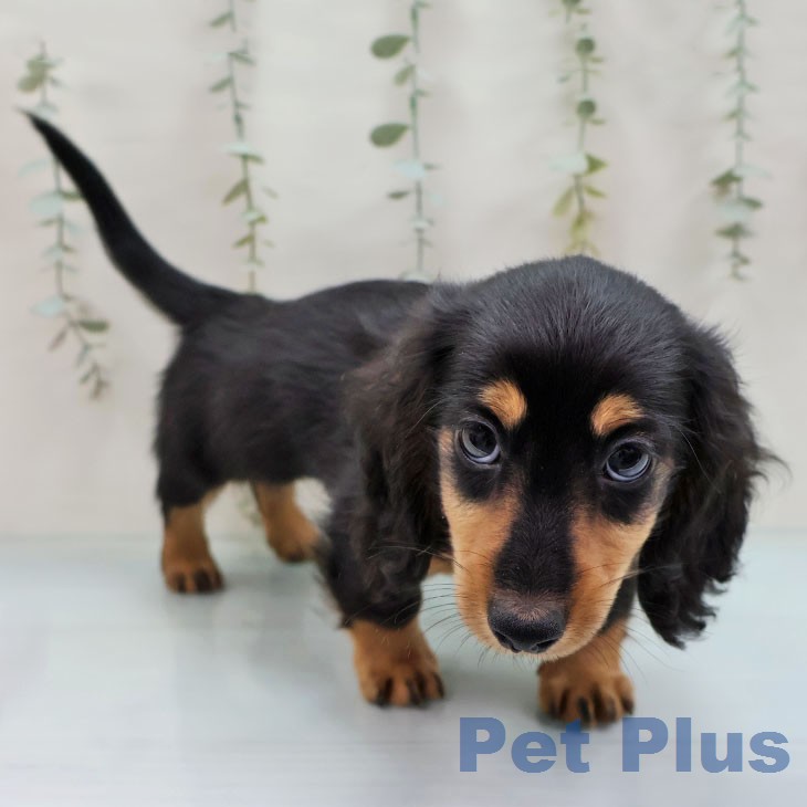 ミニチュア・ダックスフンドの写真2