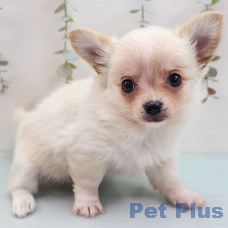 福岡県のチワワ(ロング) (ペットプラス 福岡店/2026年2月3日生まれ/女の子/クリームホワイト)の子犬の1枚目の画像