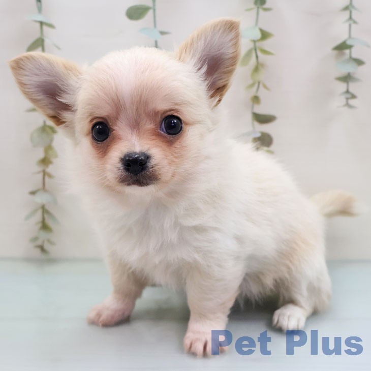 福岡県のチワワ(ロング) (ペットプラス 福岡店/2026年2月3日生まれ/女の子/クリームホワイト)の子犬の2枚目の画像