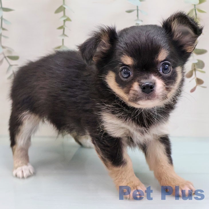 福岡県のチワワ(ロング) (ペットプラス 八幡東店/2026年2月3日生まれ/女の子/ブラックタンホワイト)の子犬の1枚目の画像