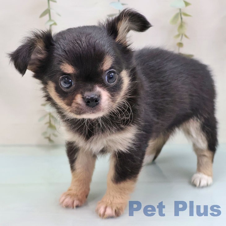 福岡県のチワワ(ロング) (ペットプラス 八幡東店/2026年2月3日生まれ/女の子/ブラックタンホワイト)の子犬の2枚目の画像