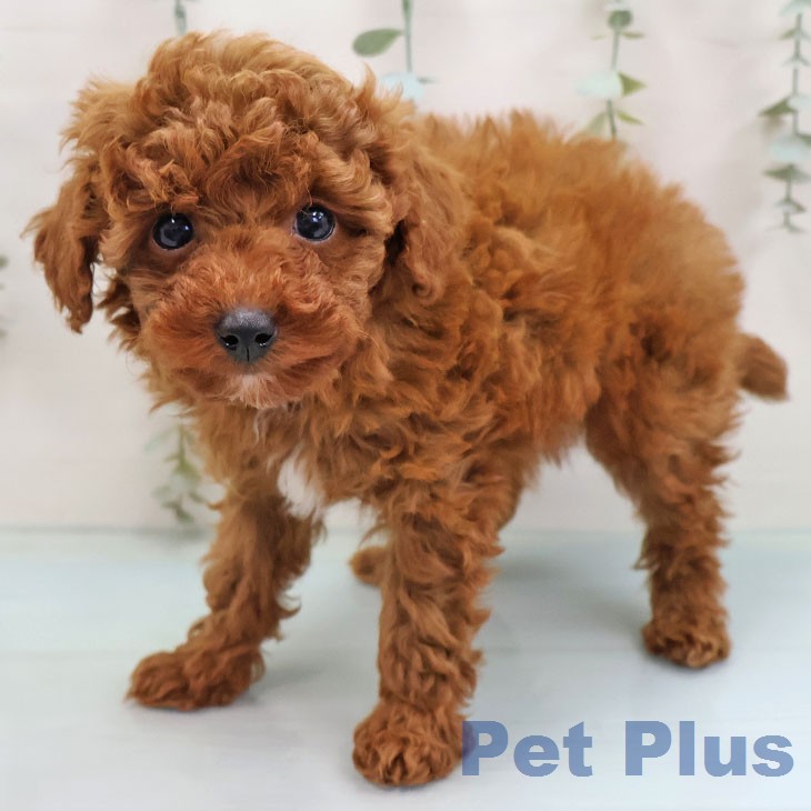 福岡県のトイプードル(トイ) (ペットプラス 小倉南店/2026年2月4日生まれ/男の子/レッド)の子犬の1枚目の画像