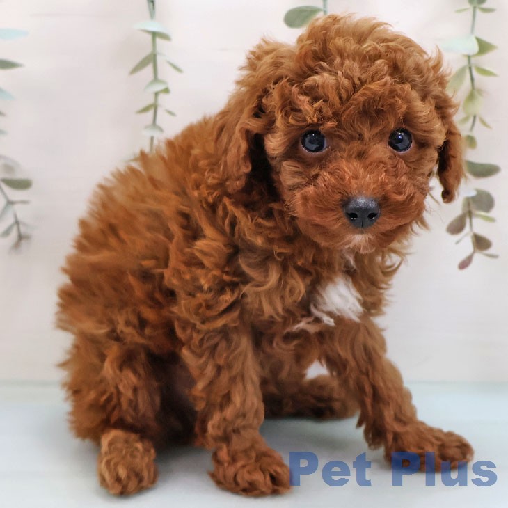 福岡県のトイプードル(トイ) (ペットプラス 小倉南店/2026年2月4日生まれ/男の子/レッド)の子犬の2枚目の画像