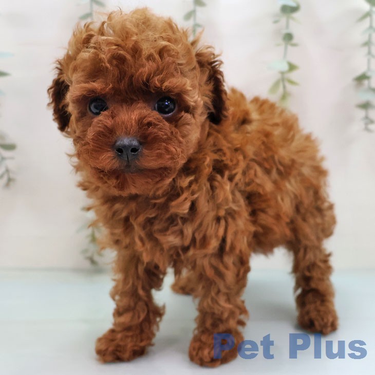 トイ・プードルの写真2