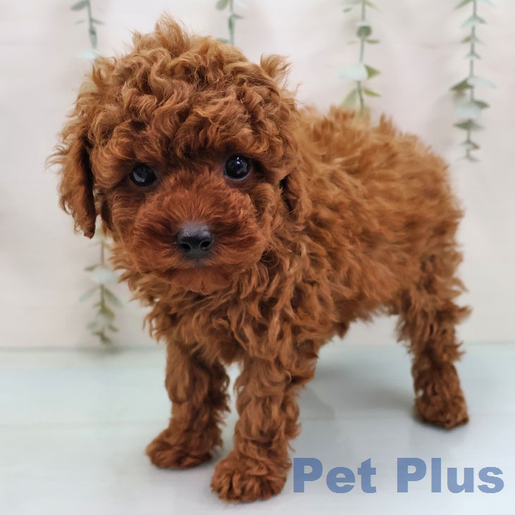 トイ・プードルの写真2