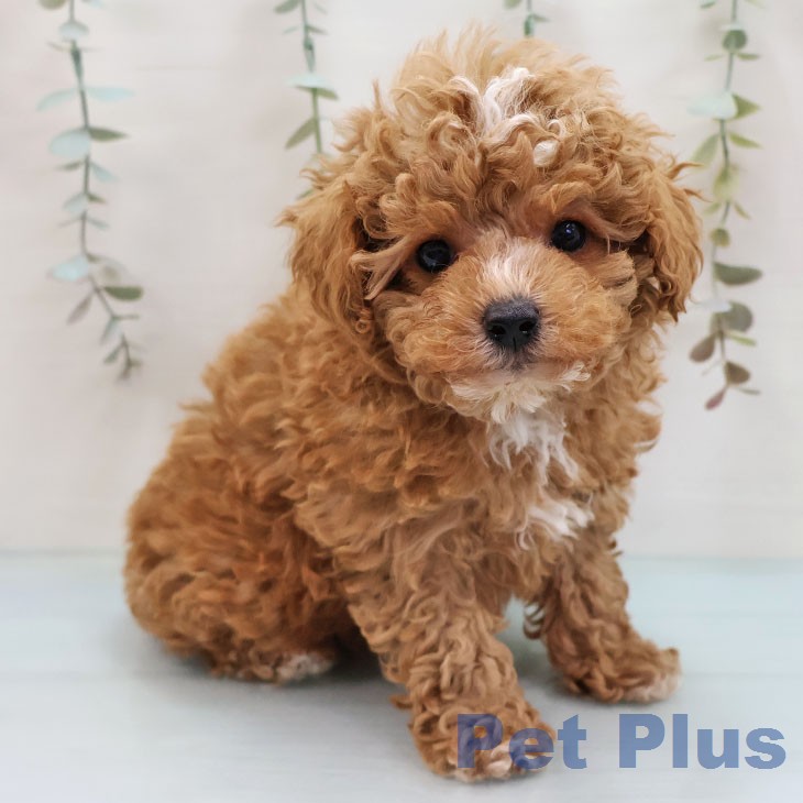 トイ・プードル