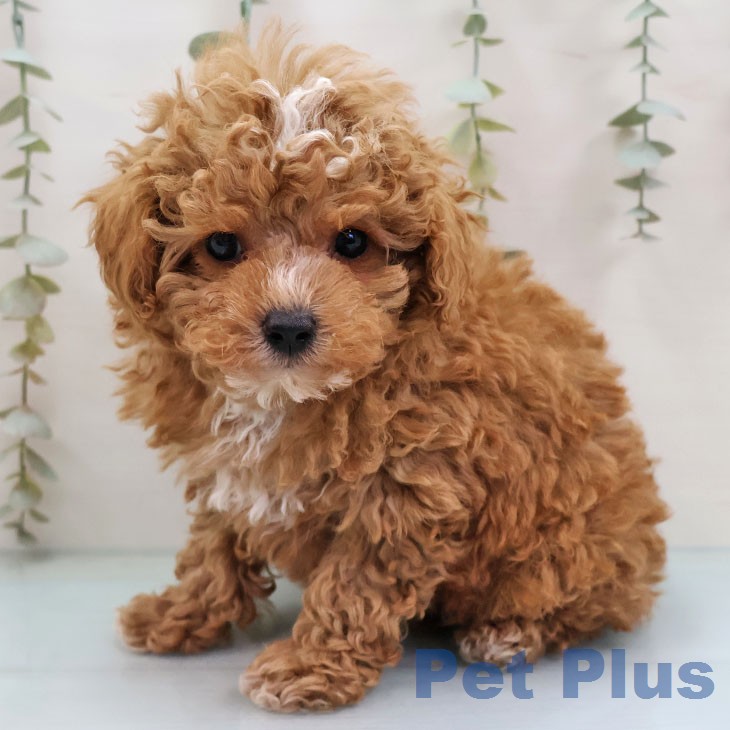 トイ・プードル