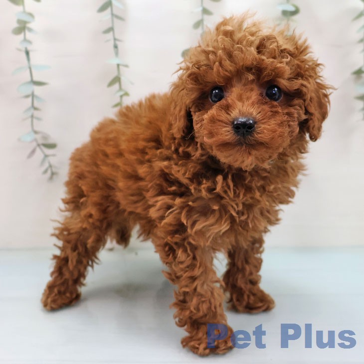 トイ・プードル