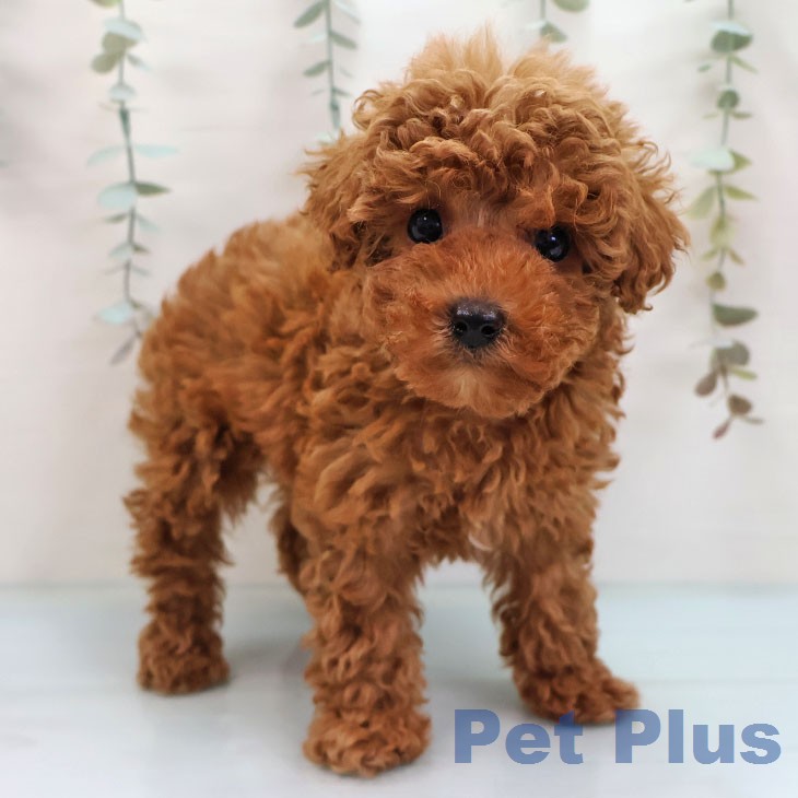 トイ・プードル