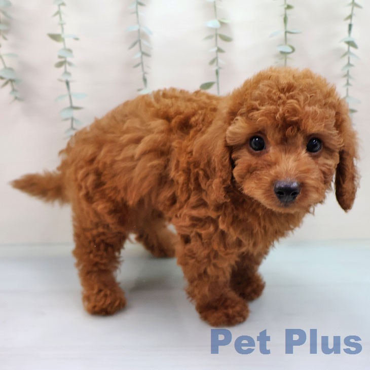 沖縄県のトイプードル(トイ) (ペットプラス 沖縄ライカム店/2026年2月5日生まれ/男の子/レッド)の子犬
