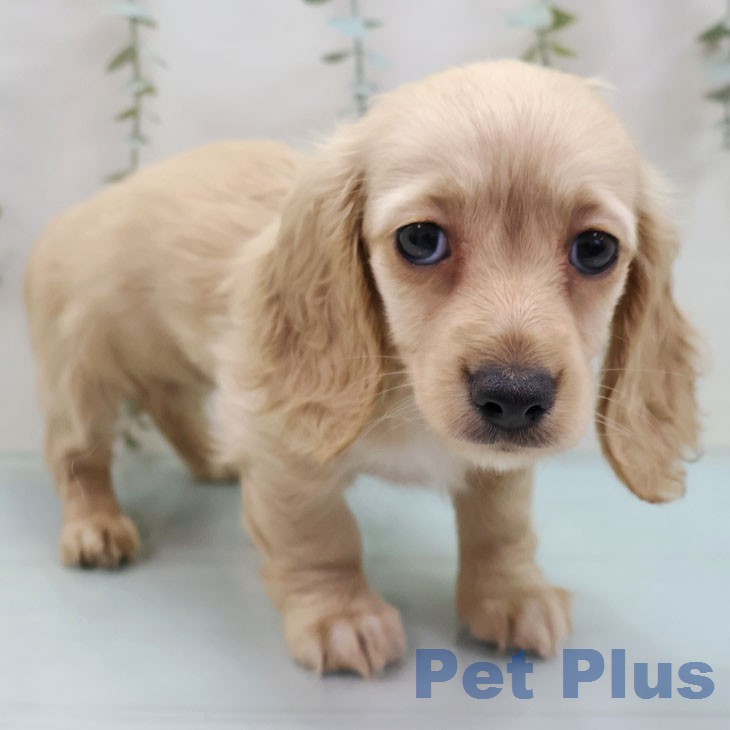 カニーンヘン・ダックスフンド