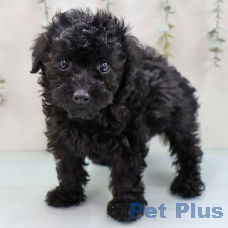 トイ・プードル