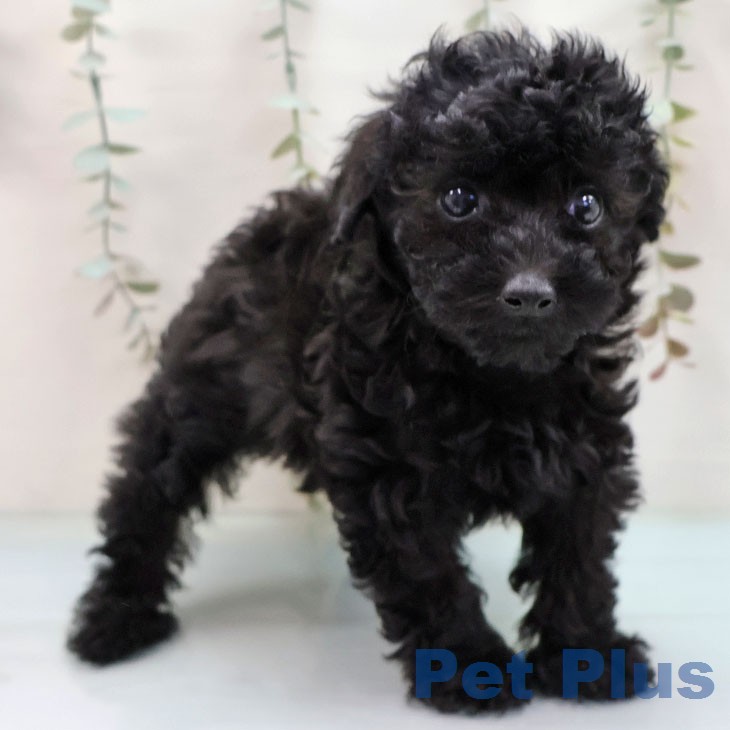 トイ・プードルの写真2