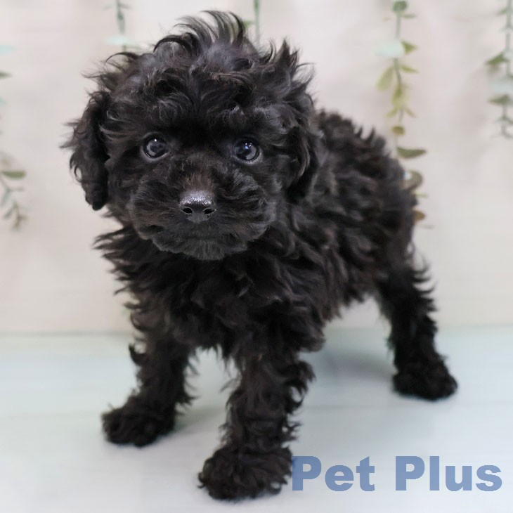 トイ・プードル