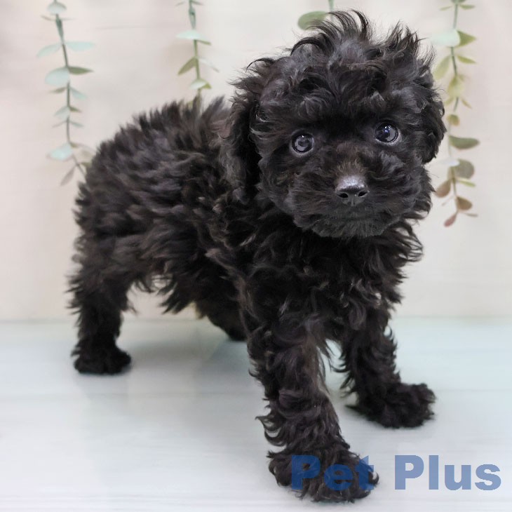 トイ・プードルの写真2