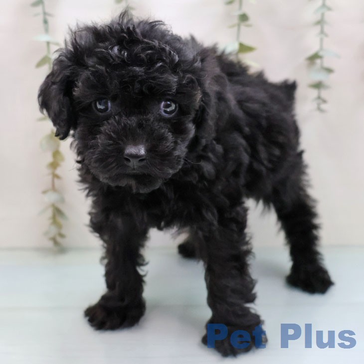 福岡県のトイプードル(トイ) (ペットプラス 八幡東店/2026年2月3日生まれ/女の子/ブラック)の子犬の1枚目の画像
