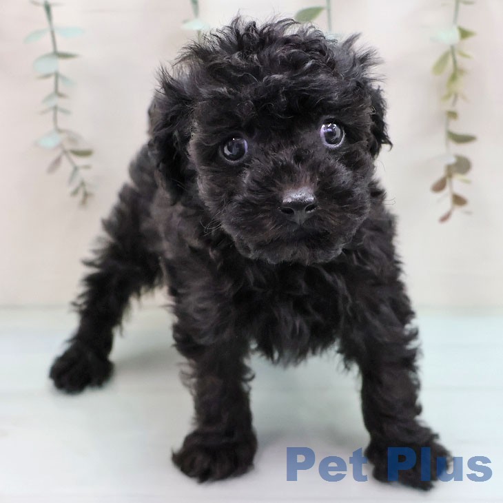福岡県のトイプードル(トイ) (ペットプラス 八幡東店/2026年2月3日生まれ/女の子/ブラック)の子犬の2枚目の画像