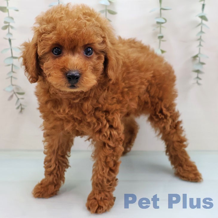 トイ・プードル