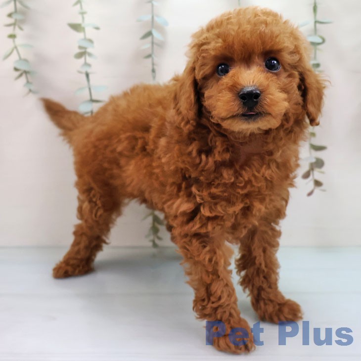 トイ・プードル