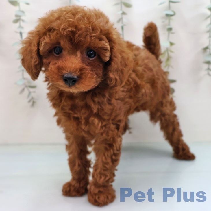 トイ・プードル