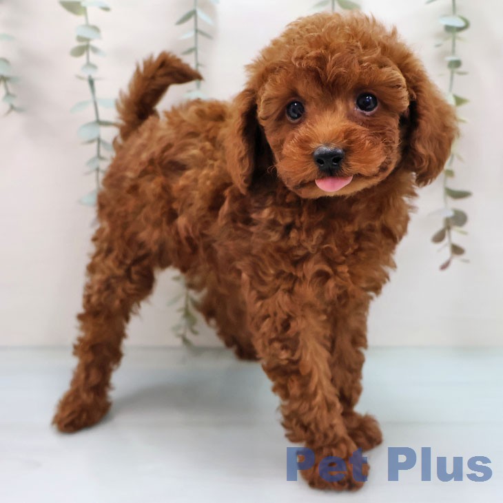 トイ・プードルの写真2