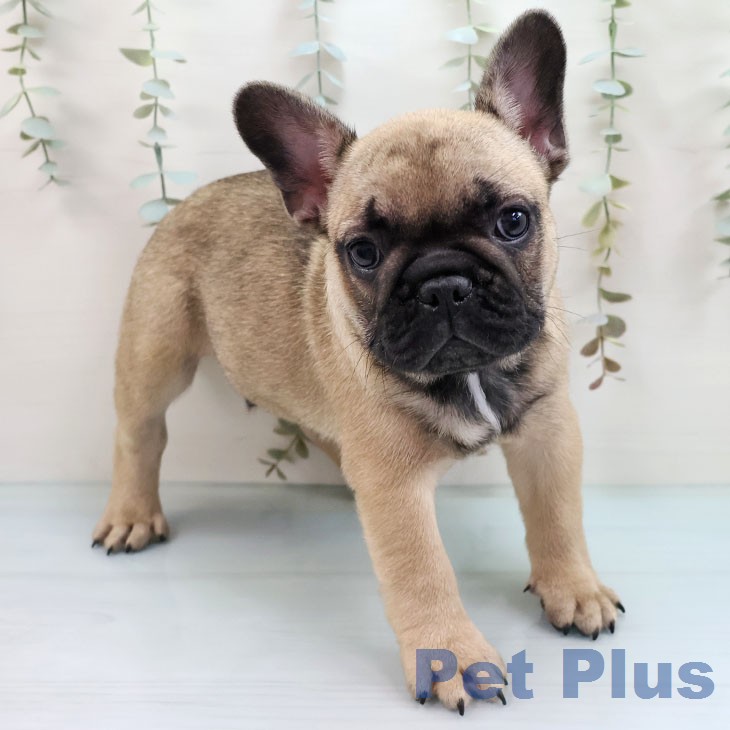 福岡県のフレンチブルドッグ (ペットプラス 福岡店/2026年2月1日生まれ/男の子/フォーン)の子犬