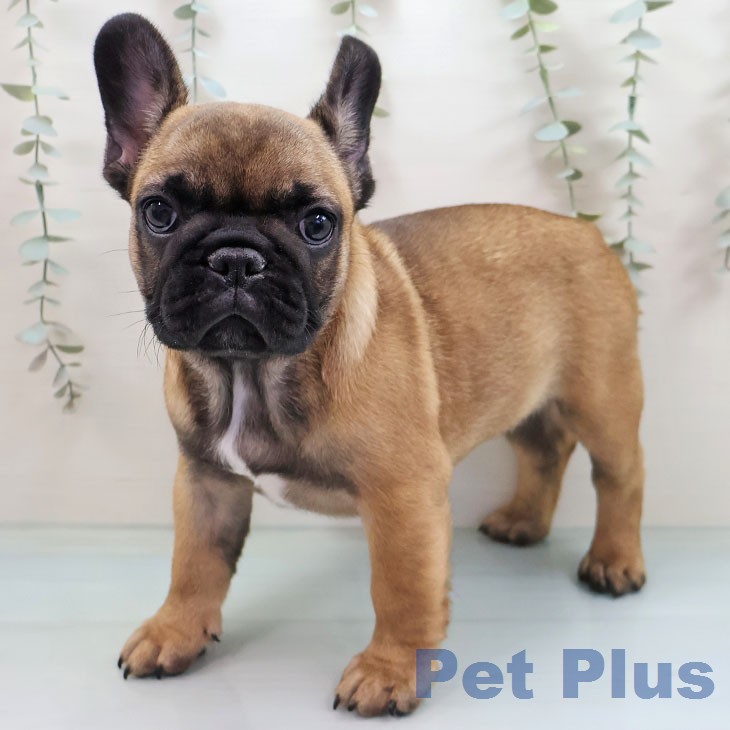 福岡県のフレンチブルドッグ (ペットプラス 八幡東店/2026年2月1日生まれ/女の子/フォーン)の子犬の1枚目の画像