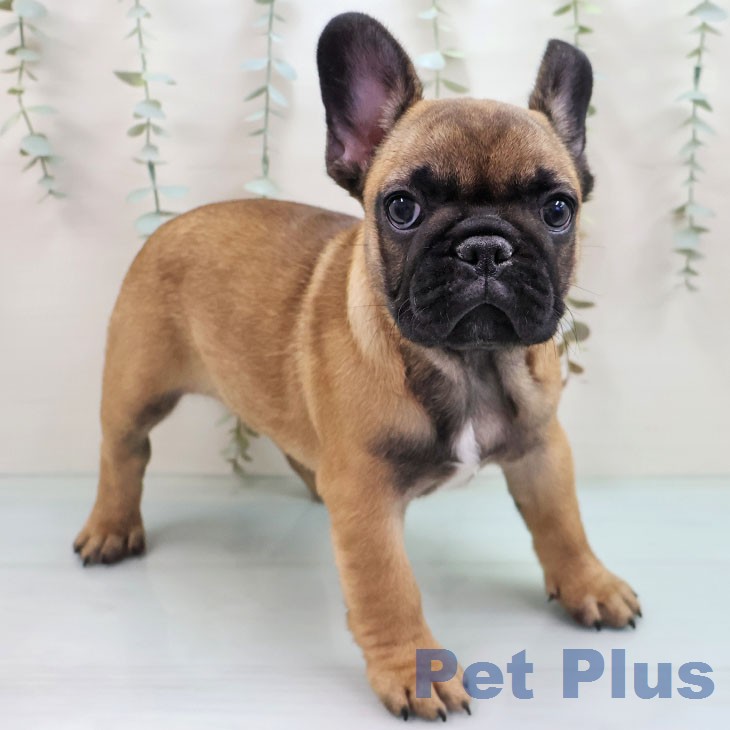 福岡県のフレンチブルドッグ (ペットプラス 八幡東店/2026年2月1日生まれ/女の子/フォーン)の子犬の2枚目の画像