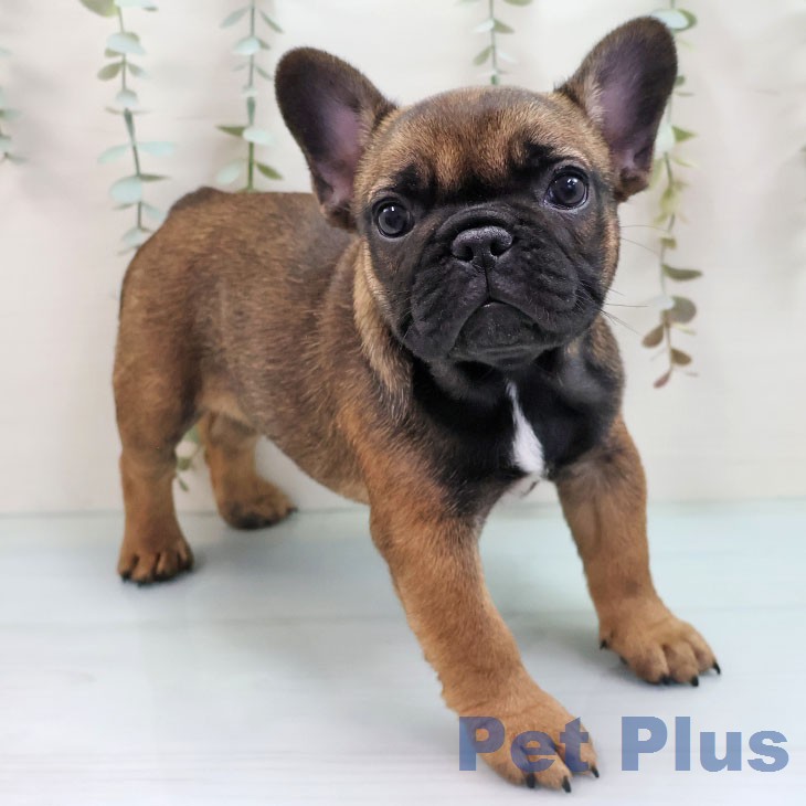 福岡県のフレンチブルドッグ (ペットプラス ららぽーと福岡店/2026年2月1日生まれ/女の子/フォーン)の子犬の1枚目の画像