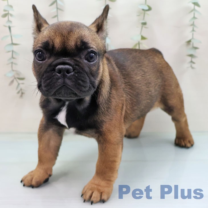 福岡県のフレンチブルドッグ (ペットプラス ららぽーと福岡店/2026年2月1日生まれ/女の子/フォーン)の子犬の2枚目の画像