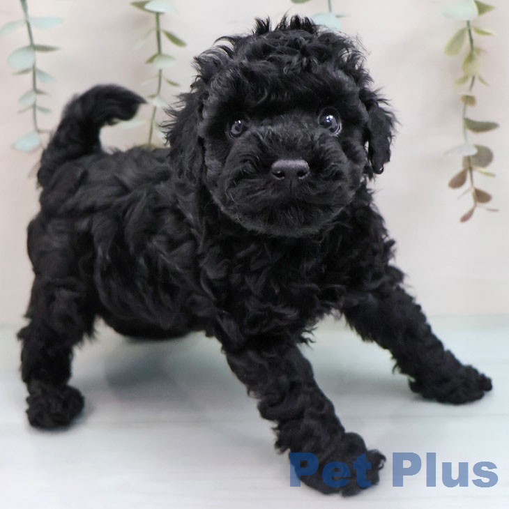 トイ・プードルの写真2