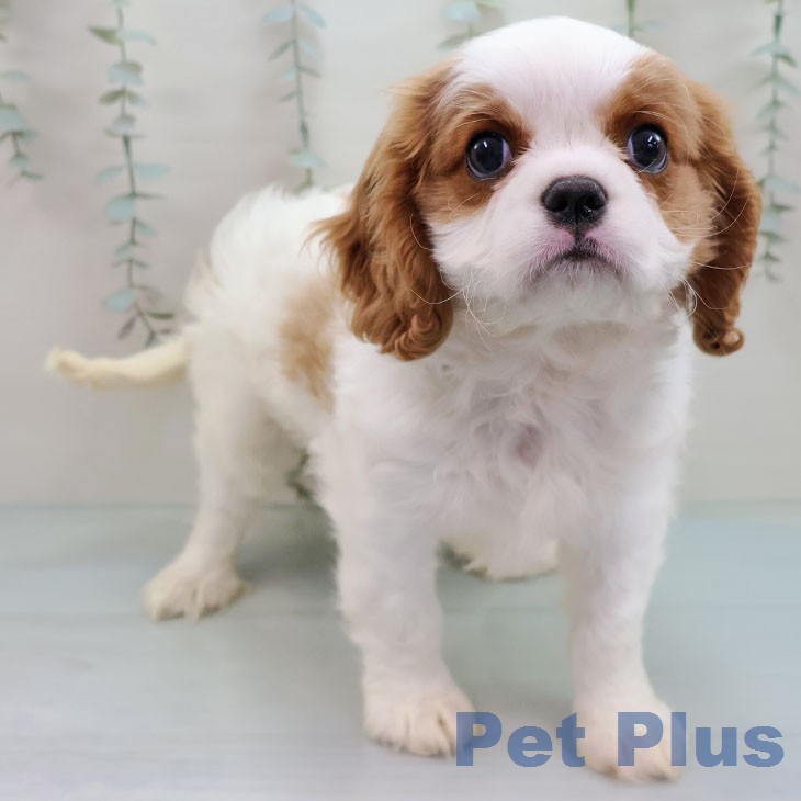 キャバリア・キングチャールズ・スパニエル