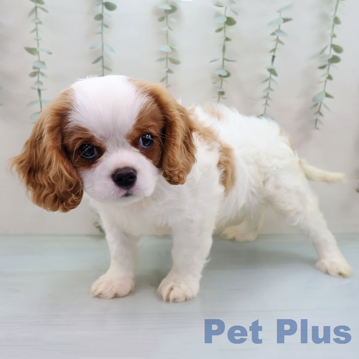 キャバリア・キングチャールズ・スパニエルの写真2