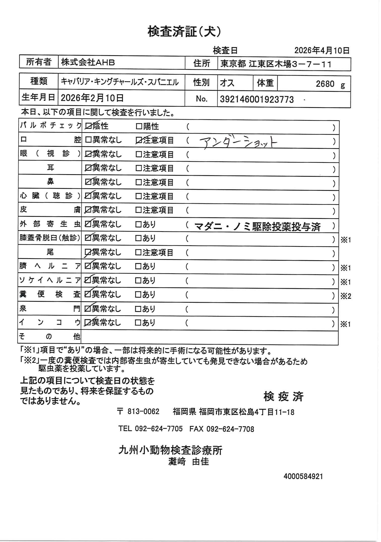 キャバリア・キングチャールズ・スパニエル