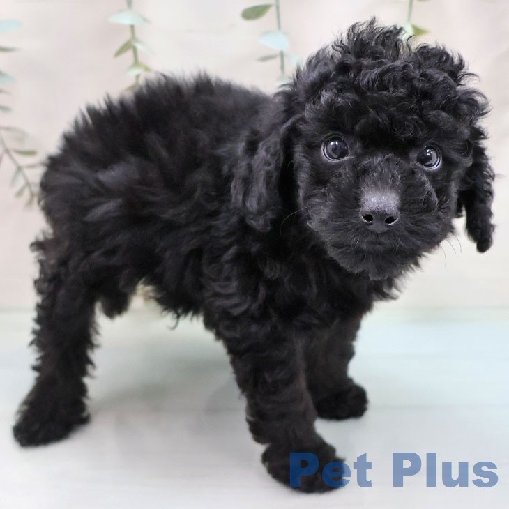 トイ・プードルの写真2