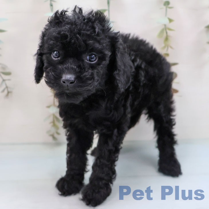 トイ・プードルの写真2