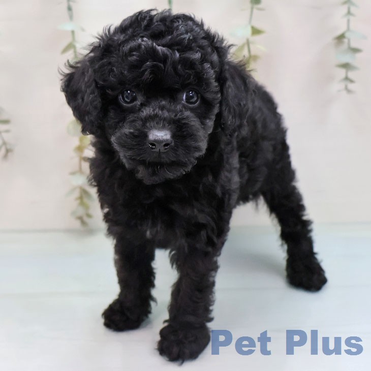 トイ・プードル