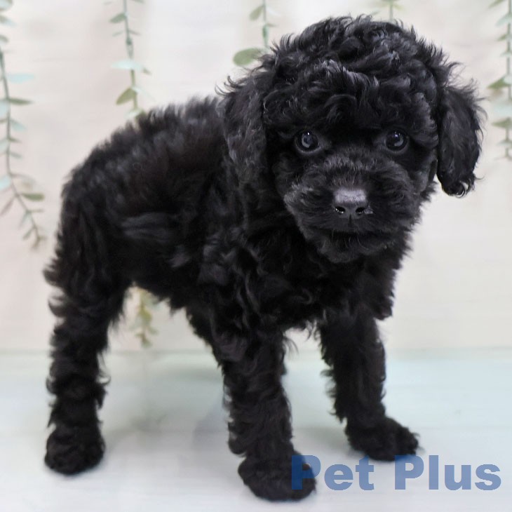 トイ・プードルの写真2