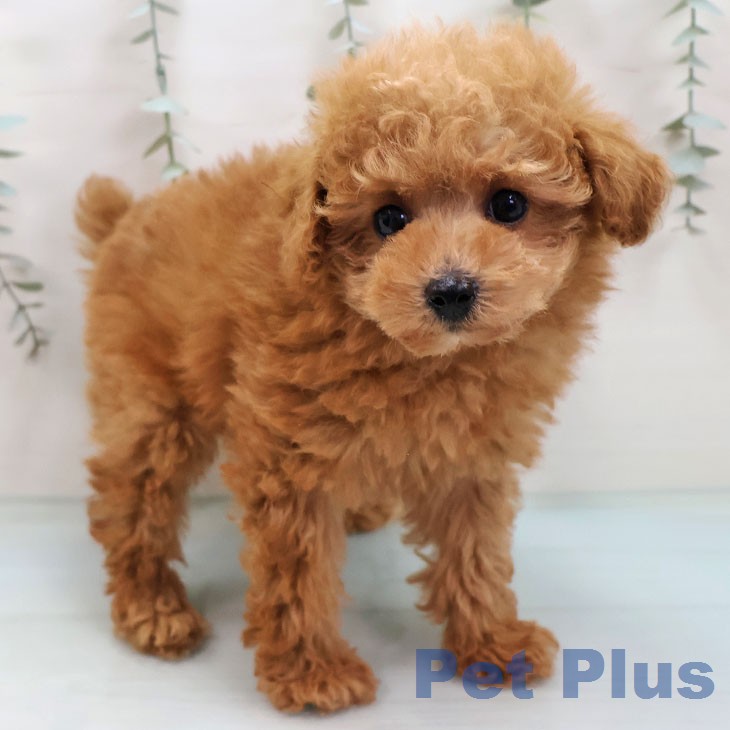 福岡県のトイプードル(トイ) (ペットプラス 香椎浜店/2026年2月10日生まれ/女の子/レッド)の子犬の1枚目の画像